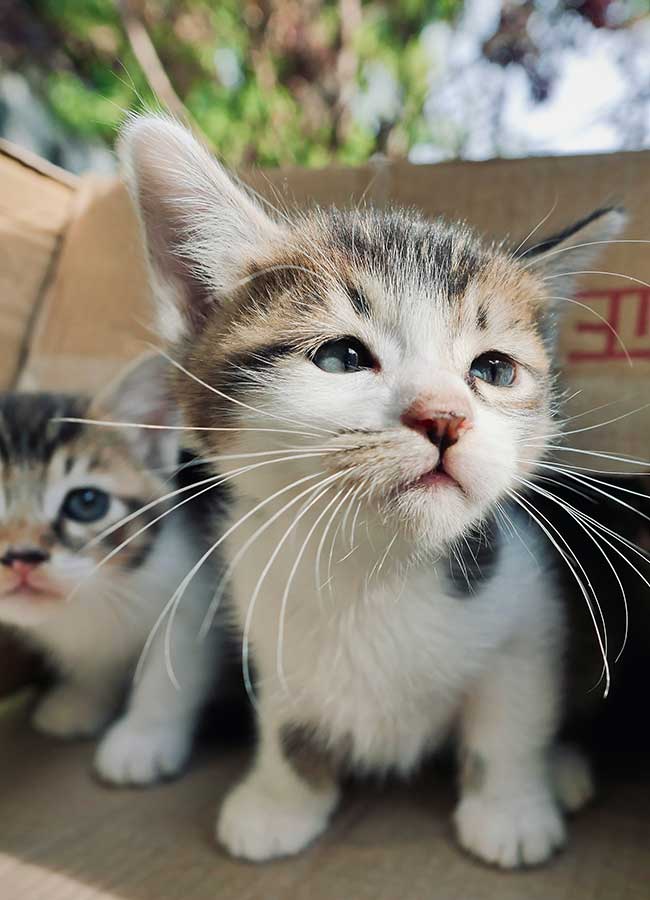 Les Chat